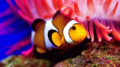 Nemo Clown Fish