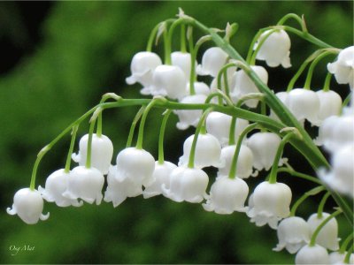 Muguet