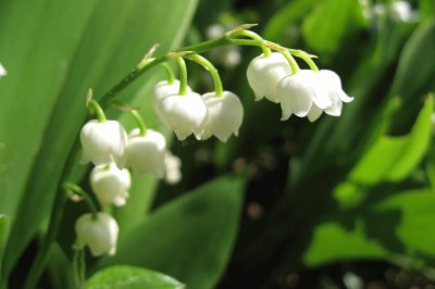 Muguet