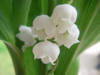 Muguet