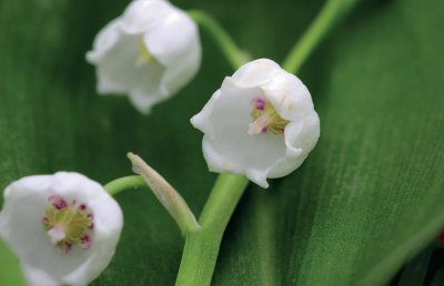 Muguet