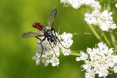 Cylindromya pilipes