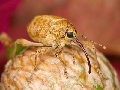 Curculio occidentis