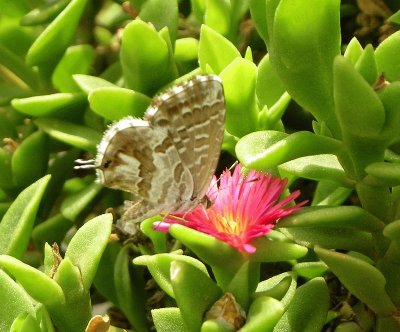 Cacureus marshalli