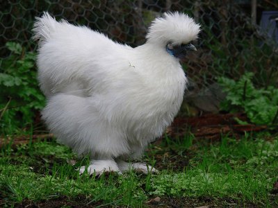 Gallina moroseta