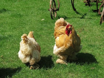 Gallina cocincina