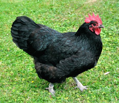 Gallina australorp