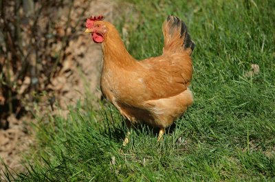 Gallina bionda piemontese