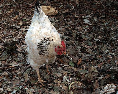 Gallina ermellinata di rovigo