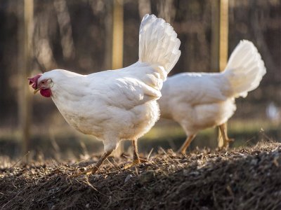 Gallina di livorno