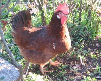 Gallina nostrana di morozzo