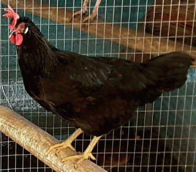 Gallina nera del sannio