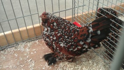 Gallina barbuta di uccle