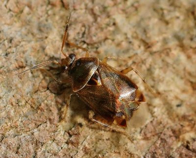 Deraeocoris flavilinea