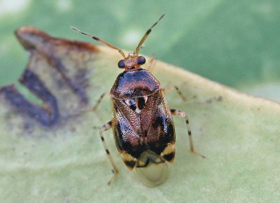 Deraeocoris puntulatus