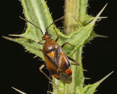 Deraeocoris ruber