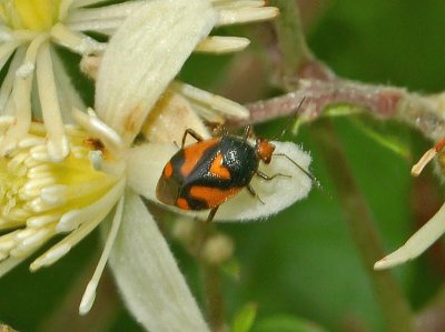 Deraeocoris schach