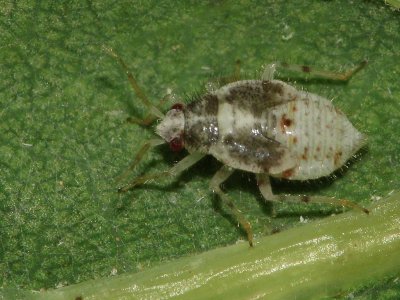 Deraeocoris lutescens