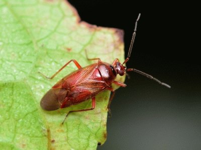 Deraeocoris nebulosus