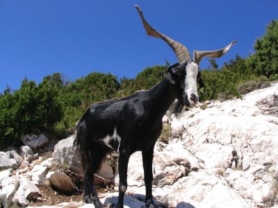 Capra aegagrus hircus