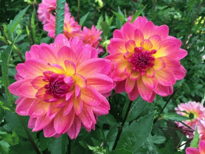 dahlias