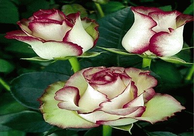 rosas