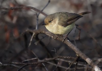 Acanthiza inornata