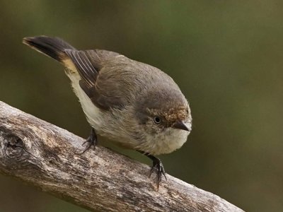 Acanthiza uyopygialis