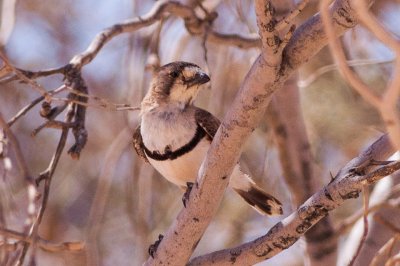 Aphelocephala nigricincta