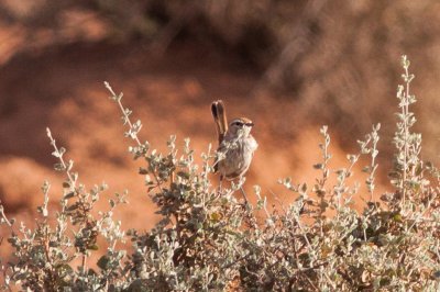 Calamanthus campestris