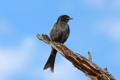 Cuculo drongo codaforcuta