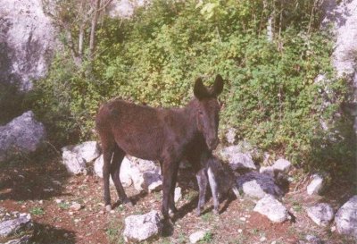 Dei monti lepini