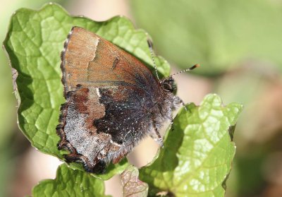 Callophrys henrici