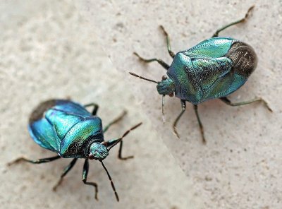 Zicrona caerulea