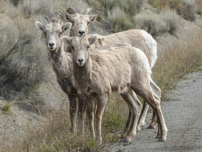 Bighorn