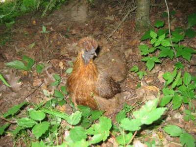 Gallina colorazione selvatica