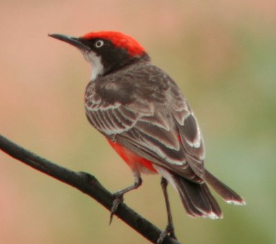 Sassicola australiana ventrorosso