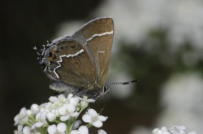 Callophrys spinetorum