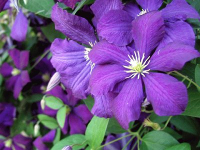 clematites