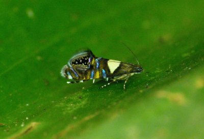 Glyphipterigidae spider