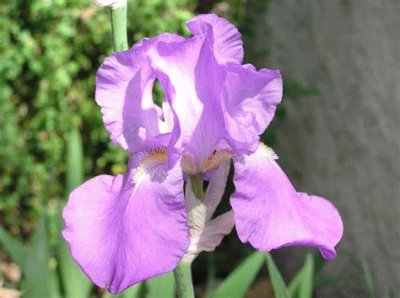 iris