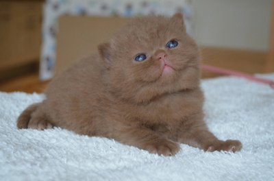 Scottish fold cincinnamon