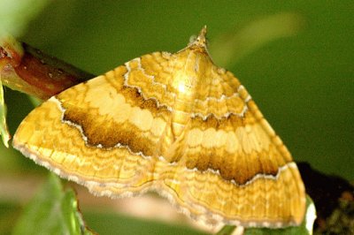 Camptogramma bilineata