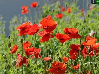 coquelicot