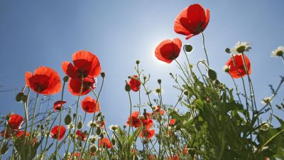 coquelicot