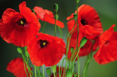 coquelicot