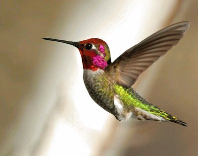 colibri