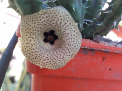 HUERNIA YEMENEQUENSIS