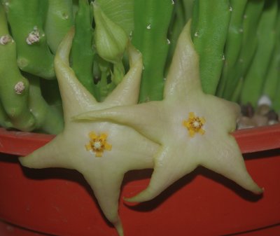 STAPELIA DIVARICATA