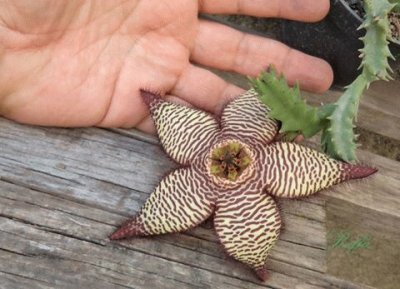 ORBEA HIBRIDA